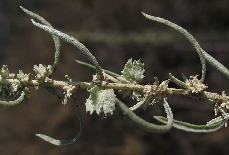 Detailed Picture 2 of Atriplex canescens var. canescens