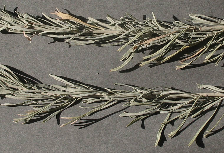 Detailed Picture 8 of Artemisia tridentata ssp. parishii