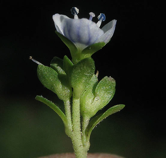 Detailed Picture 3 of Veronica serpyllifolia ssp. serpyllifolia