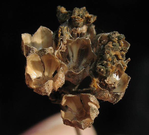 Detailed Picture 6 of Eriophyllum confertiflorum var. confertiflorum