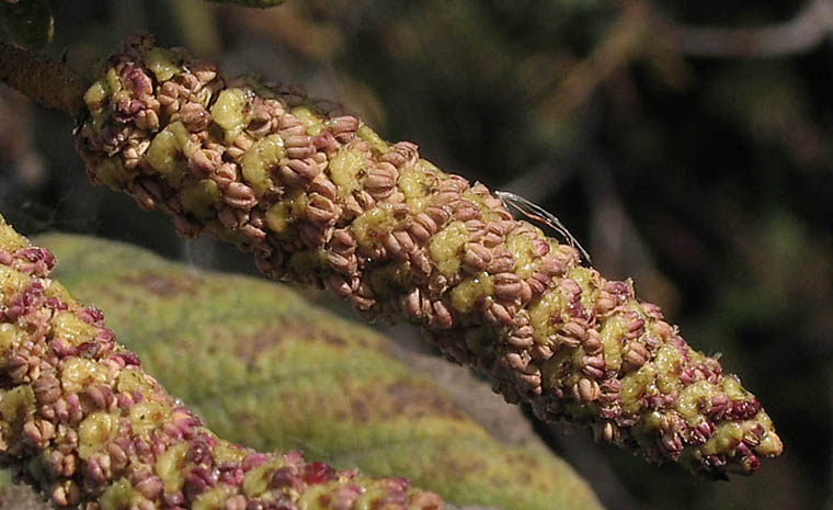 Detailed Picture 1 of Alnus rhombifolia