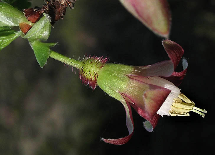Detailed Picture 1 of Ribes californicum