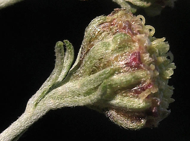 Detailed Picture 1 of Artemisia californica