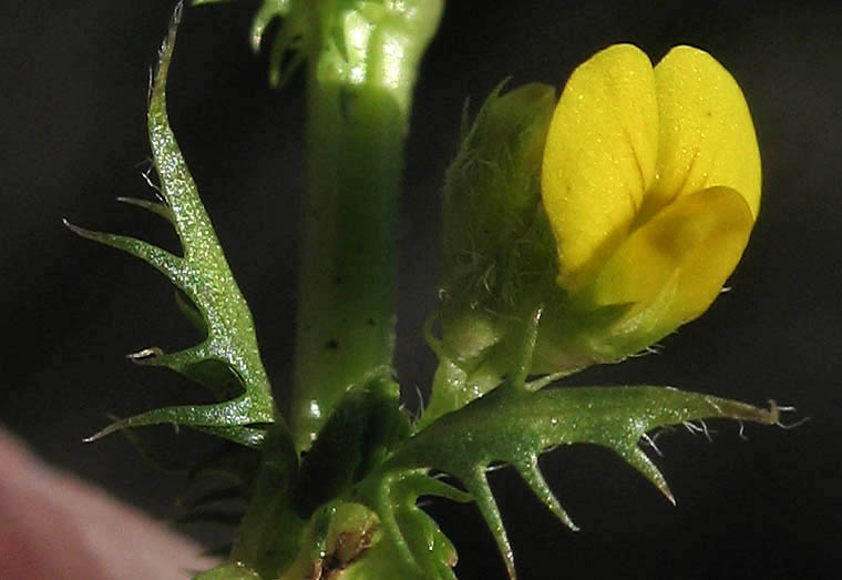 Detailed Picture 1 of Medicago polymorpha