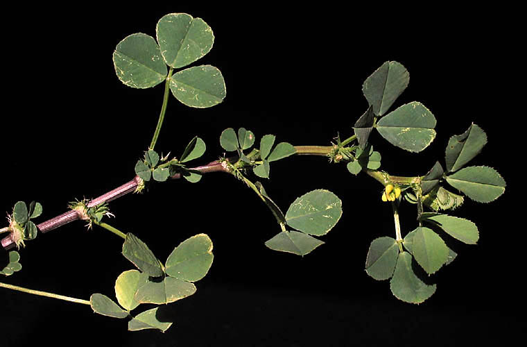 Detailed Picture 4 of Medicago polymorpha