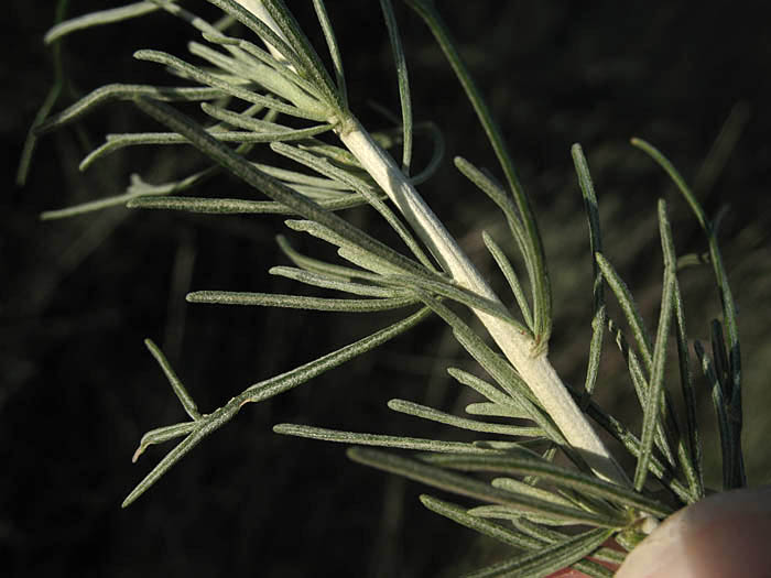 Detailed Picture 5 of Artemisia californica