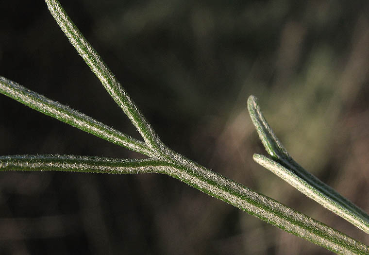 Detailed Picture 6 of Artemisia californica