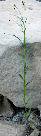 Detailed Picture 5 of Helenium puberulum