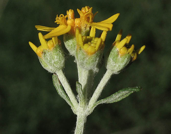 Detailed Picture 3 of Eriophyllum confertiflorum var. confertiflorum