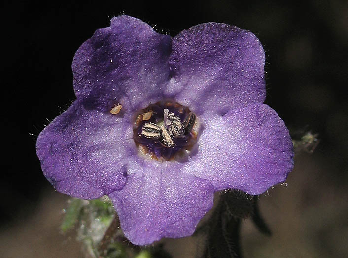 Detailed Picture 1 of Pholistoma auritum var. auritum