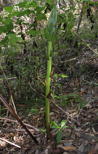 Detailed Picture 8 of Lilium humboldtii ssp. ocellatum