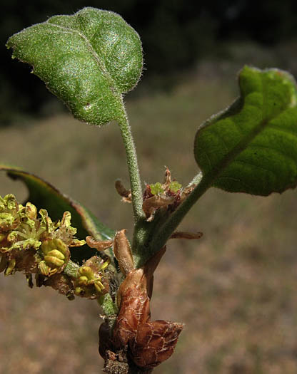 Detailed Picture 4 of Quercus agrifolia var. agrifolia