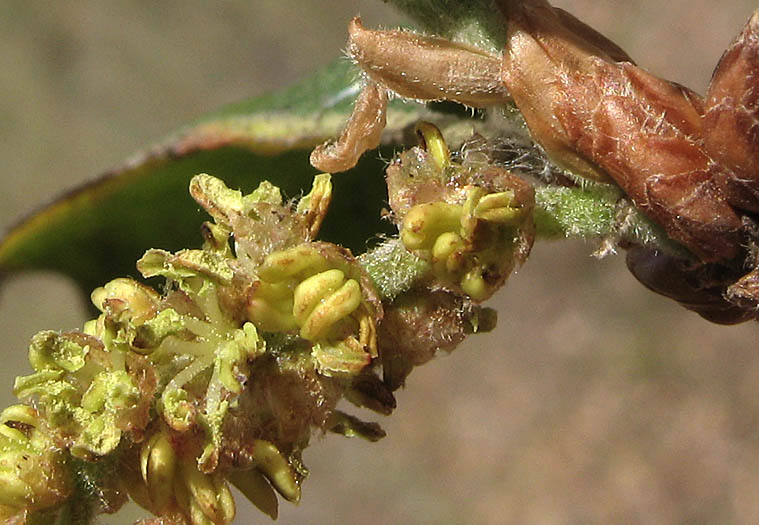 Detailed Picture 2 of Quercus agrifolia var. agrifolia