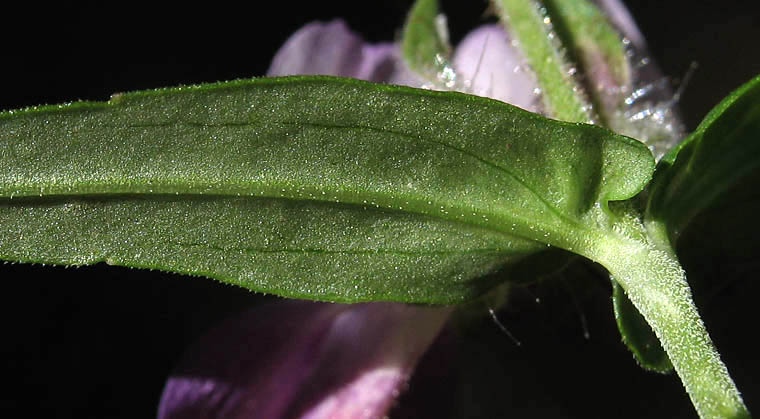 Detailed Picture 6 of Collinsia heterophylla var. heterophylla