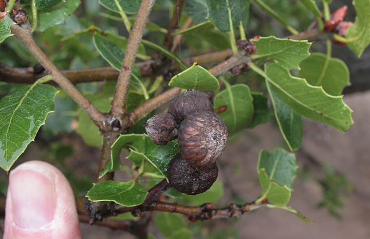 Detailed Picture 5 of Quercus wislizeni