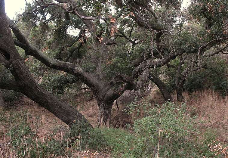 Detailed Picture 5 of Quercus agrifolia var. agrifolia