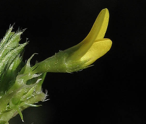 Detailed Picture 2 of Medicago polymorpha
