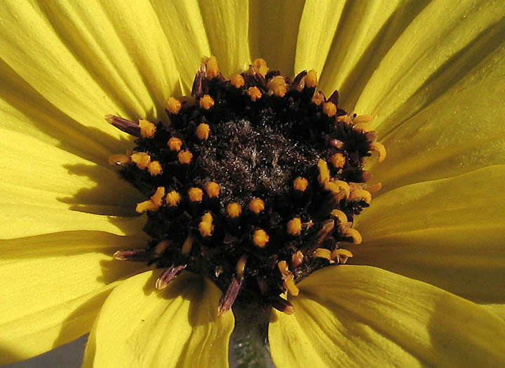 Detailed Picture 3 of Encelia californica