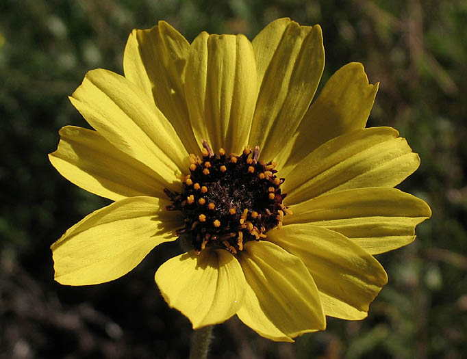 Detailed Picture 1 of Encelia californica