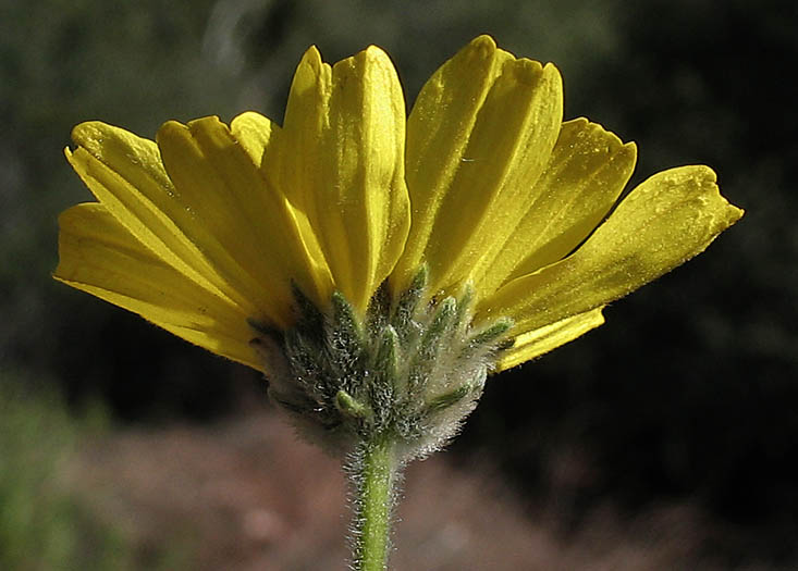 Detailed Picture 2 of Encelia californica
