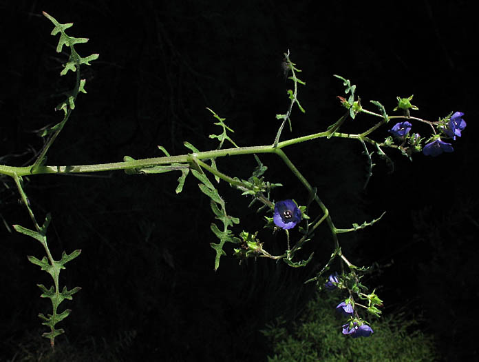 Detailed Picture 5 of Pholistoma auritum var. auritum