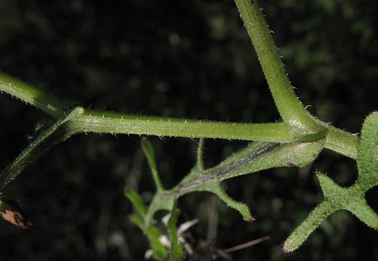 Detailed Picture 4 of Pholistoma auritum var. auritum