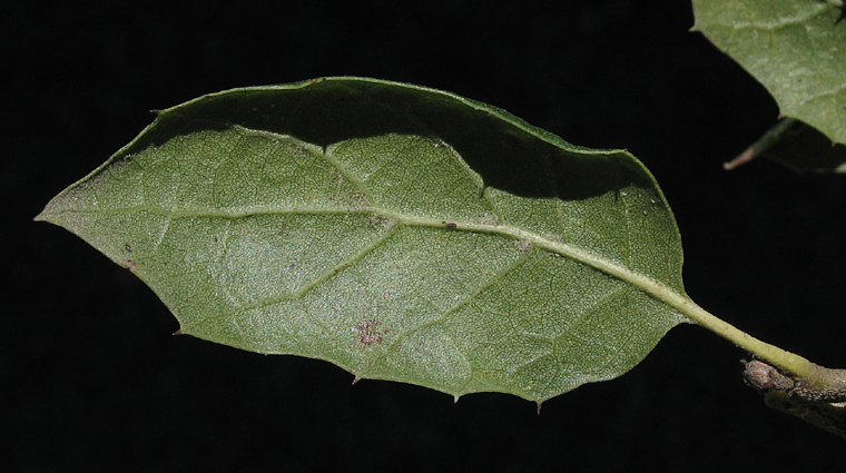 Detailed Picture 7 of Quercus agrifolia var. agrifolia