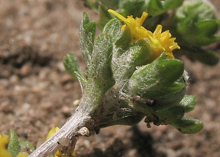 Detailed Picture 3 of Eriophyllum multicaule