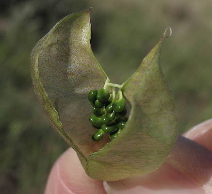 Detailed Picture 6 of Astragalus trichopodus var. lonchus