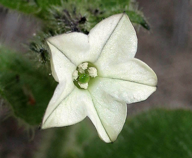 Detailed Picture 1 of Nicotiana clevelandii