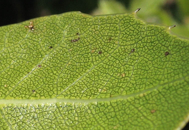 Detailed Picture 8 of Quercus wislizeni