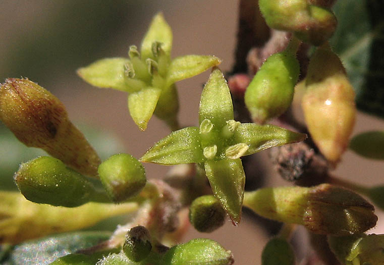 Detailed Picture 1 of Rhamnus ilicifolia