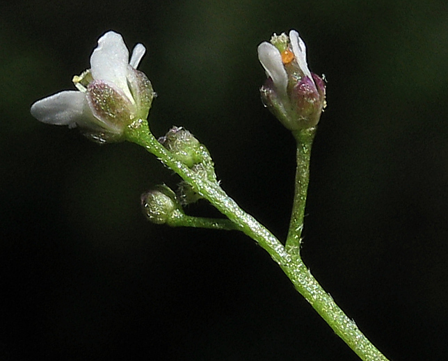 Detailed Picture 2 of Capsella bursa-pastoris