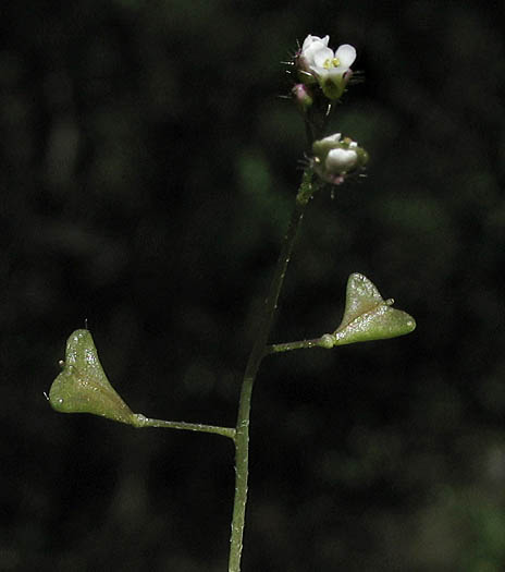 Detailed Picture 6 of Capsella bursa-pastoris