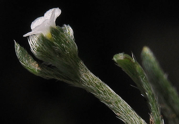 Detailed Picture 2 of Pectocarya linearis ssp. ferocula