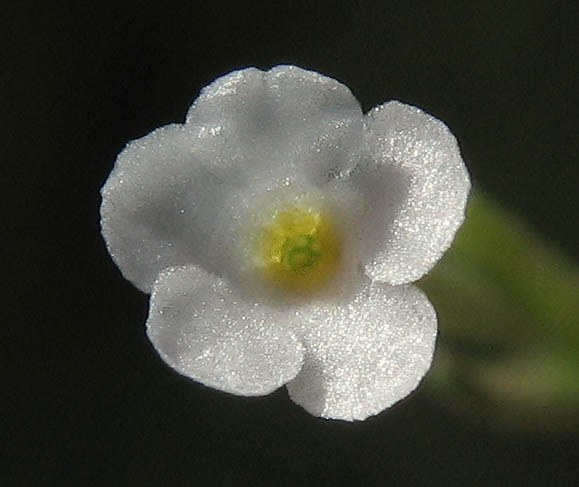 Detailed Picture 1 of Pectocarya linearis ssp. ferocula