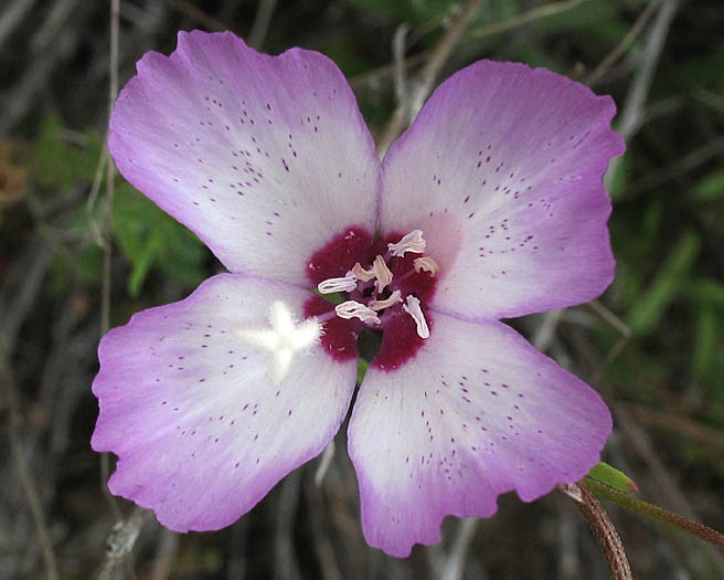 Detailed Picture 1 of Clarkia cylindrica ssp. cylindrica