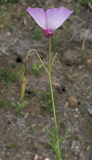 Detailed Picture 5 of Clarkia cylindrica ssp. cylindrica