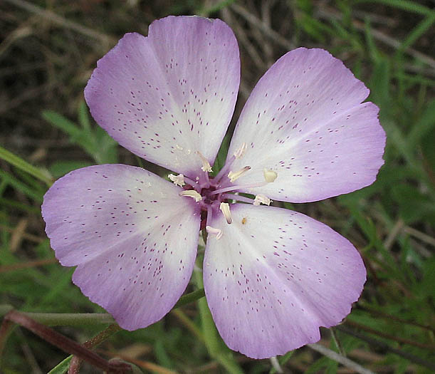 Detailed Picture 2 of Clarkia cylindrica ssp. cylindrica