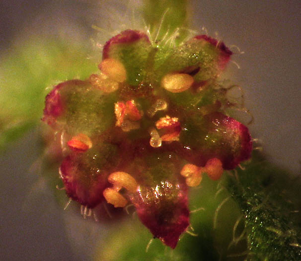 Detailed Picture 2 of Pterostegia drymarioides