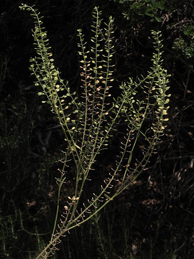 Detailed Picture 6 of Lepidium lasiocarpum ssp. lasiocarpum