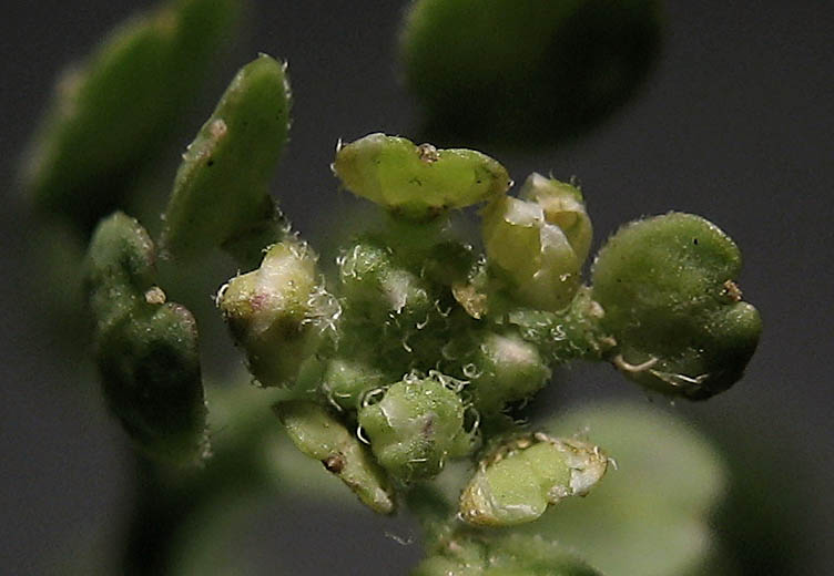Detailed Picture 2 of Lepidium lasiocarpum ssp. lasiocarpum