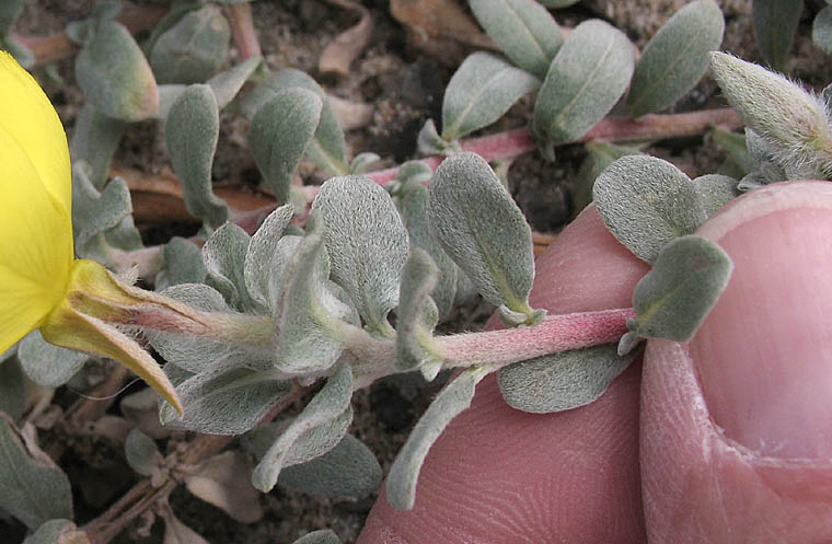 Detailed Picture 4 of Camissoniopsis cheiranthifolia ssp. suffruticosa