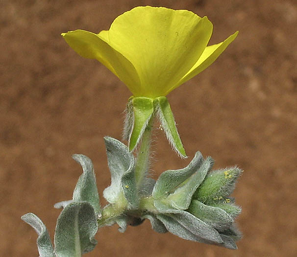Detailed Picture 2 of Camissoniopsis cheiranthifolia ssp. suffruticosa