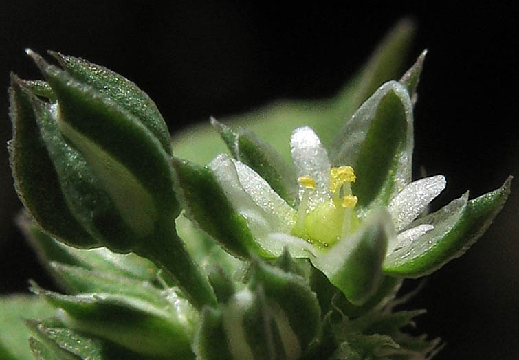 Detailed Picture 2 of Polycarpon tetraphyllum var. tetraphyllum