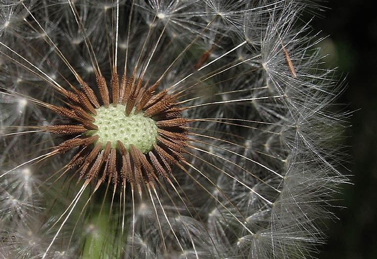 Detailed Picture 7 of Taraxacum officinale