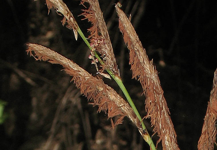 Detailed Picture 1 of Carex spissa