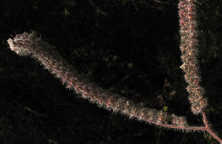 Detailed Picture 4 of Phacelia cicutaria var. hispida