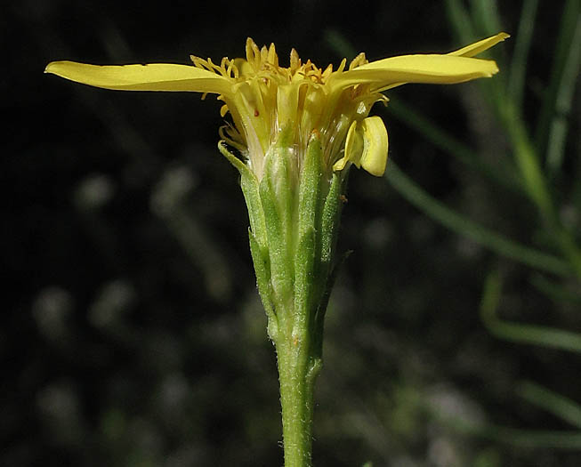 Detailed Picture 2 of Ericameria linearifolia