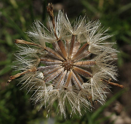 Detailed Picture 6 of Ericameria linearifolia
